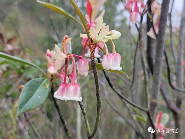 凤凰山吊钟花开了-5.jpg