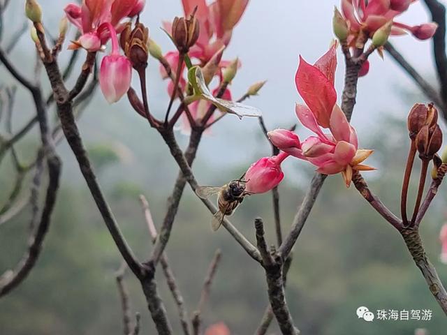 凤凰山吊钟花开了-15.jpg