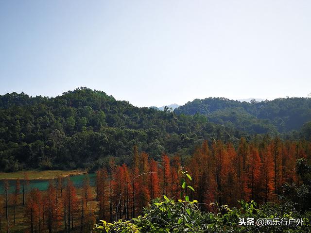 秋日不但赏银杏，那另有水白的火杉，合适广州珠海沿线遛娃自驾游-1.jpg