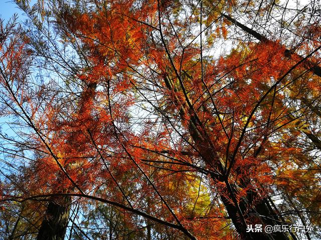 秋日不但赏银杏，那另有水白的火杉，合适广州珠海沿线遛娃自驾游-6.jpg