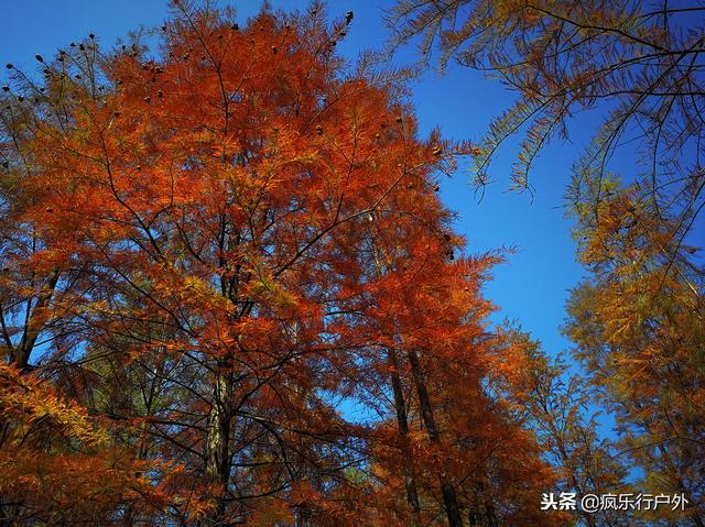 秋日不但赏银杏，那另有水白的火杉，合适广州珠海沿线遛娃自驾游-9.jpg