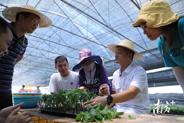 食粮年均产量超1200万吨！广东食粮消费完成持续三年“三删”-2.jpg