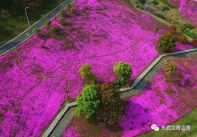 传闻过芝樱花吗？湖北那11个处所，启包了最佳丽间4月天！-3.jpg