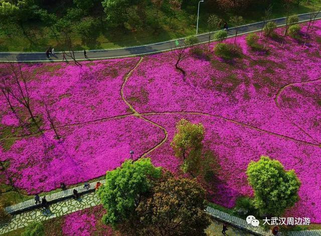 传闻过芝樱花吗？湖北那11个处所，启包了最佳丽间4月天！-4.jpg