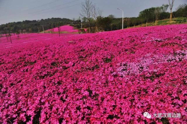 传闻过芝樱花吗？湖北那11个处所，启包了最佳丽间4月天！-5.jpg