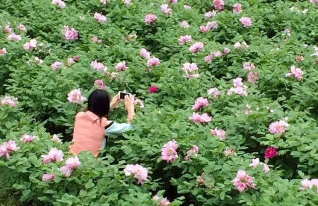 传闻过芝樱花吗？湖北那11个处所，启包了最佳丽间4月天！-11.jpg