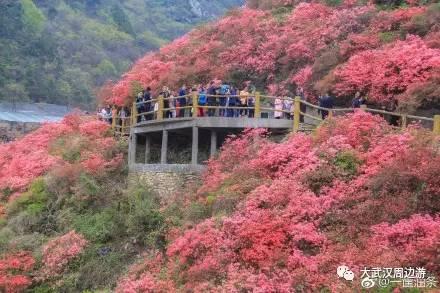 传闻过芝樱花吗？湖北那11个处所，启包了最佳丽间4月天！-16.jpg