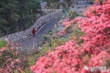 传闻过芝樱花吗？湖北那11个处所，启包了最佳丽间4月天！-17.jpg