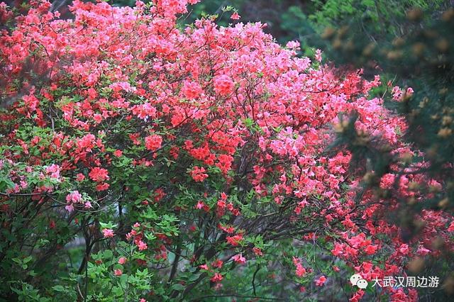 传闻过芝樱花吗？湖北那11个处所，启包了最佳丽间4月天！-21.jpg