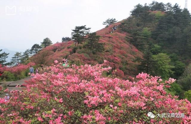 传闻过芝樱花吗？湖北那11个处所，启包了最佳丽间4月天！-19.jpg