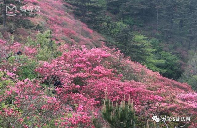 传闻过芝樱花吗？湖北那11个处所，启包了最佳丽间4月天！-20.jpg