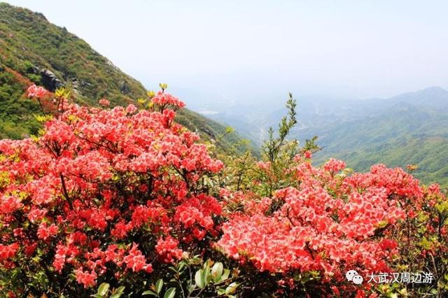 传闻过芝樱花吗？湖北那11个处所，启包了最佳丽间4月天！-24.jpg