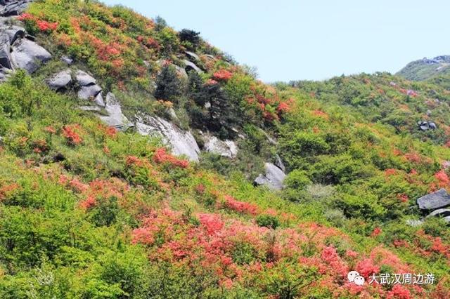 传闻过芝樱花吗？湖北那11个处所，启包了最佳丽间4月天！-25.jpg