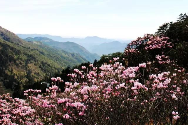 传闻过芝樱花吗？湖北那11个处所，启包了最佳丽间4月天！-28.jpg