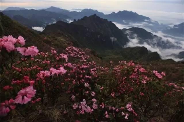 传闻过芝樱花吗？湖北那11个处所，启包了最佳丽间4月天！-30.jpg