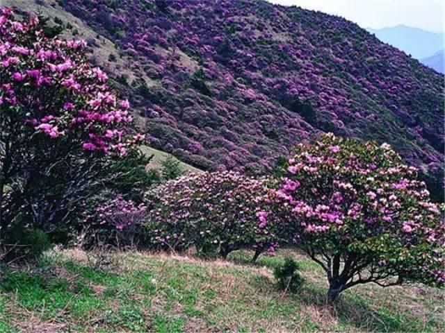 传闻过芝樱花吗？湖北那11个处所，启包了最佳丽间4月天！-31.jpg