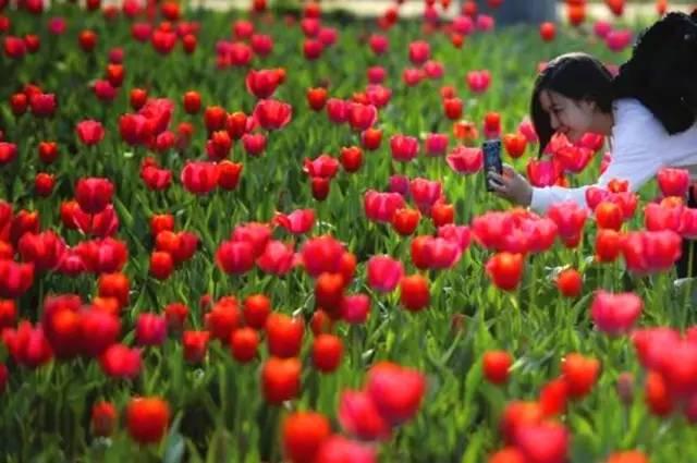 传闻过芝樱花吗？湖北那11个处所，启包了最佳丽间4月天！-38.jpg