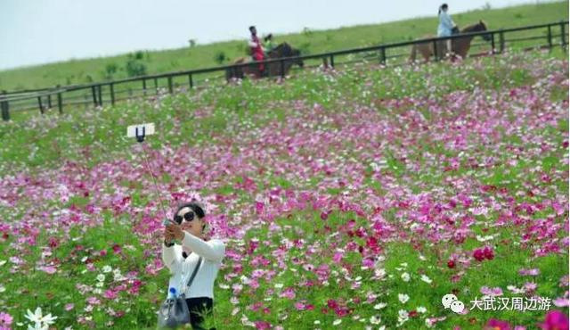 传闻过芝樱花吗？湖北那11个处所，启包了最佳丽间4月天！-40.jpg