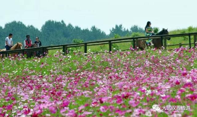 传闻过芝樱花吗？湖北那11个处所，启包了最佳丽间4月天！-41.jpg