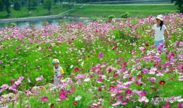 传闻过芝樱花吗？湖北那11个处所，启包了最佳丽间4月天！-42.jpg