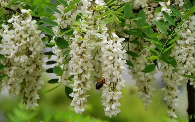 传闻过芝樱花吗？湖北那11个处所，启包了最佳丽间4月天！-46.jpg