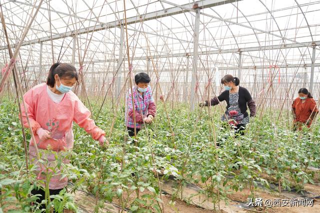 西安市临潼区：番茄小种子种出年夜财产-1.jpg