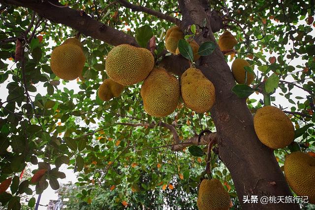 五一假期来那里玩？珠海玩耍下篇，那些景面值得挨卡，景好又免费-9.jpg