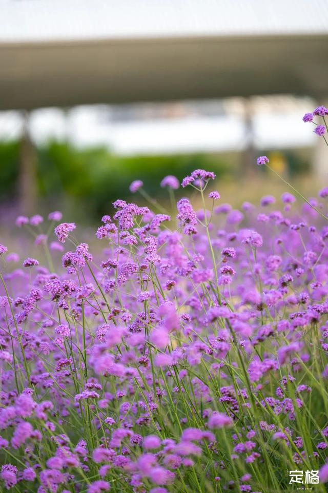 深圳那些处所，花开成海-6.jpg