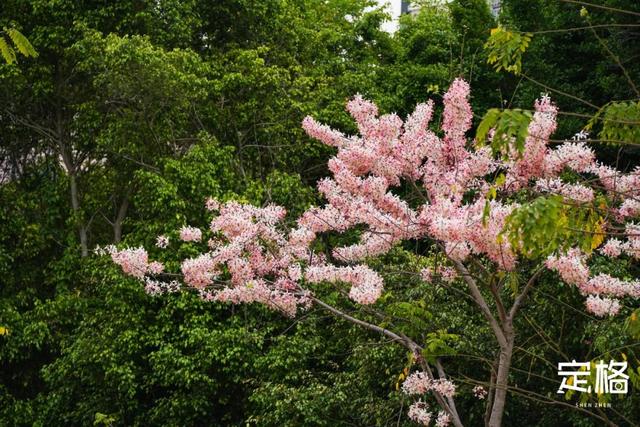 深圳那些处所，花开成海-15.jpg