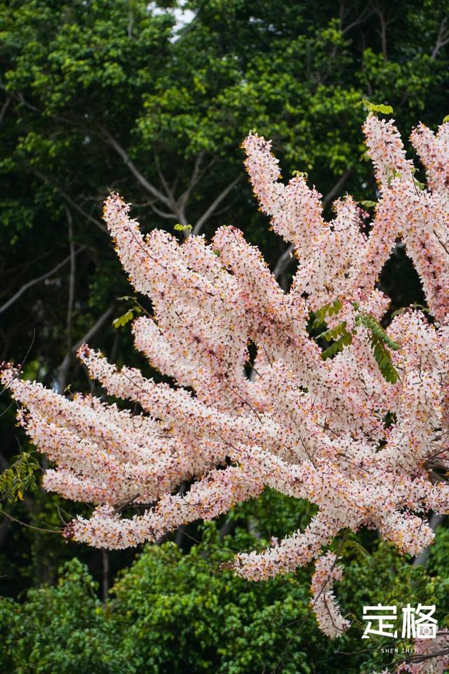 深圳那些处所，花开成海-16.jpg