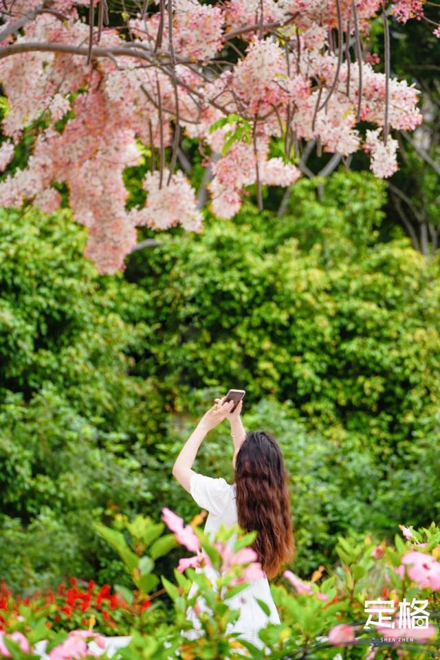 深圳那些处所，花开成海-14.jpg