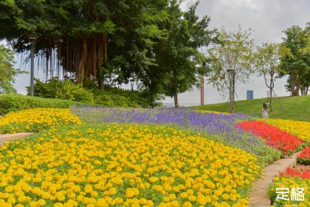 深圳那些处所，花开成海-24.jpg