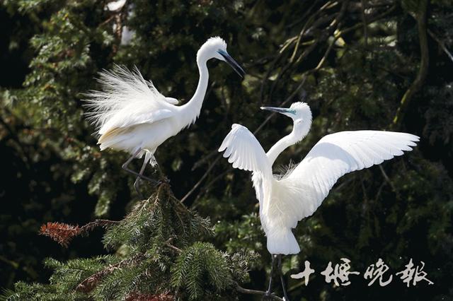 「十堰」十堰拍照师刘洪军：用镜头报告鸟的天下-2.jpg