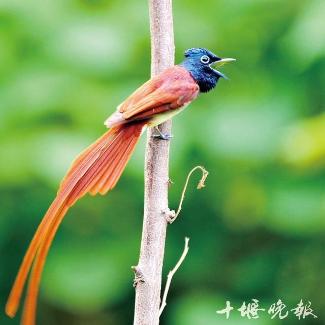 「十堰」十堰拍照师刘洪军：用镜头报告鸟的天下-6.jpg