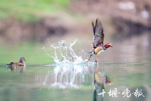 「十堰」十堰拍照师刘洪军：用镜头报告鸟的天下-7.jpg