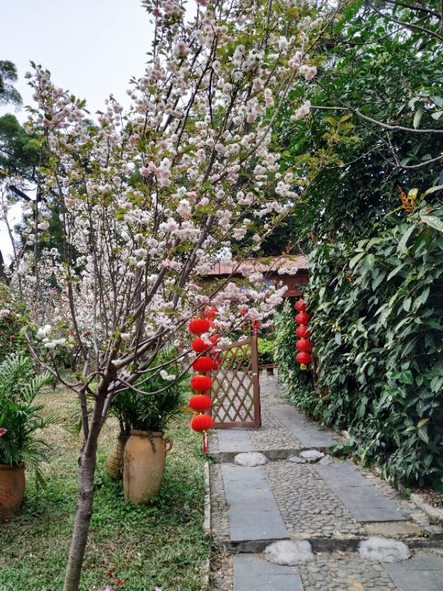 珠海圆明新园挨卡——牡丹 樱花特展-15.jpg