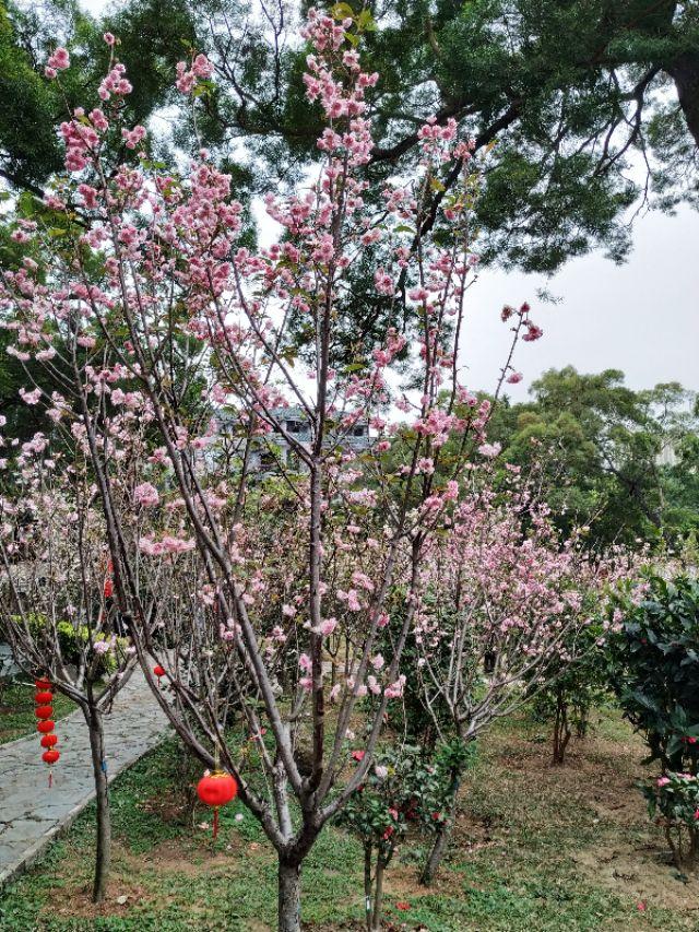 珠海圆明新园挨卡——牡丹 樱花特展-46.jpg