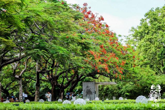 正在深圳播种“天然功德”，第七届OCT凤凰花嘉光阴启幕-3.jpg