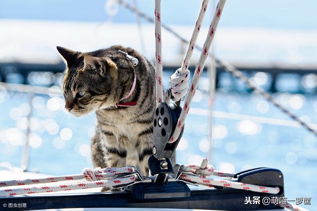 一只舰猫的传偶：持续三次从沉船死借，岂非乌猫实的会带去坏命运-2.jpg