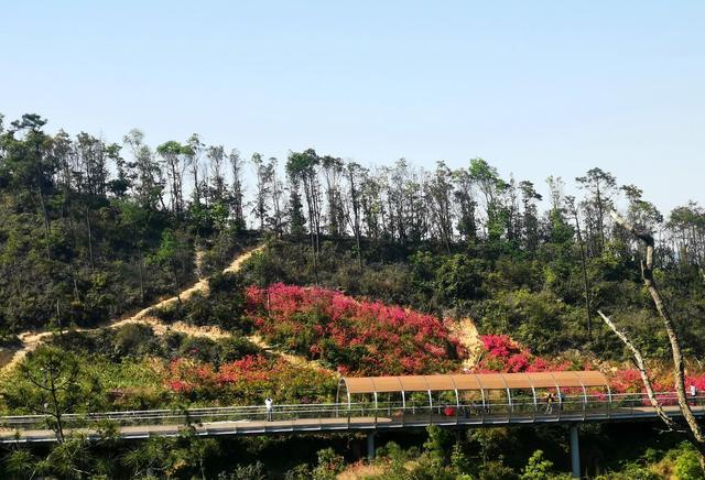 “浸泡”正在珠海自然养吧——板樟山丛林景山讲-30.jpg