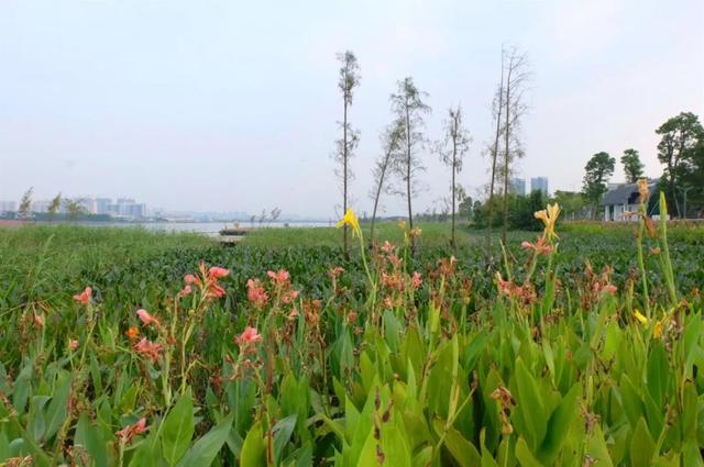 珠海齐新干天公园开放！40万仄圆米、故乡风景…趁着假期来挨卡-15.jpg