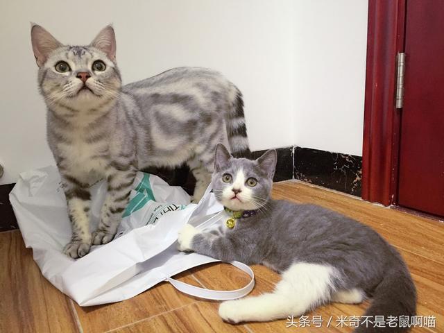 有爱的猫咪兄弟！弟弟躲进袋子内里，哥哥正在里面保护着！-7.jpg