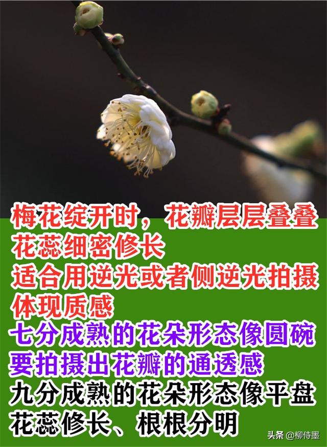 拍花朵也要“耍心计心情”，5个拍摄心得，小改动成绩拍照年夜片-3.jpg