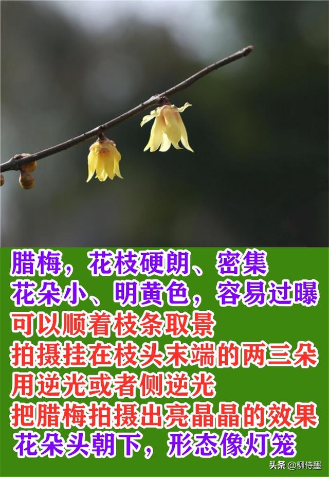 拍花朵也要“耍心计心情”，5个拍摄心得，小改动成绩拍照年夜片-7.jpg