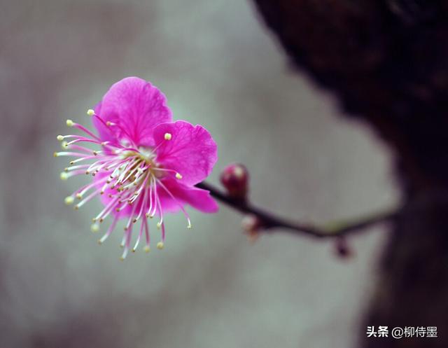 拍花朵也要“耍心计心情”，5个拍摄心得，小改动成绩拍照年夜片-14.jpg