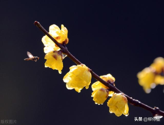 拍花朵也要“耍心计心情”，5个拍摄心得，小改动成绩拍照年夜片-25.jpg