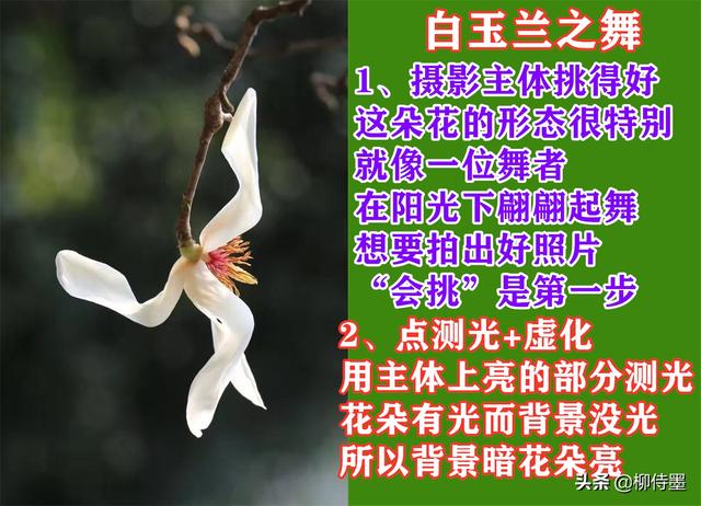 春季繁花似锦，照相新脚进修3个拍照本领，沉紧提拔照片量量-4.jpg