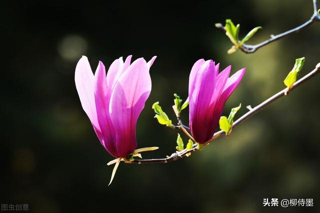 春季繁花似锦，照相新脚进修3个拍照本领，沉紧提拔照片量量-2.jpg