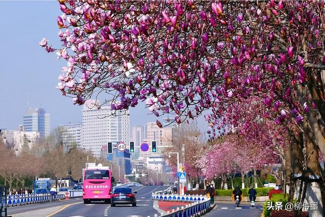 春季繁花似锦，照相新脚进修3个拍照本领，沉紧提拔照片量量-5.jpg