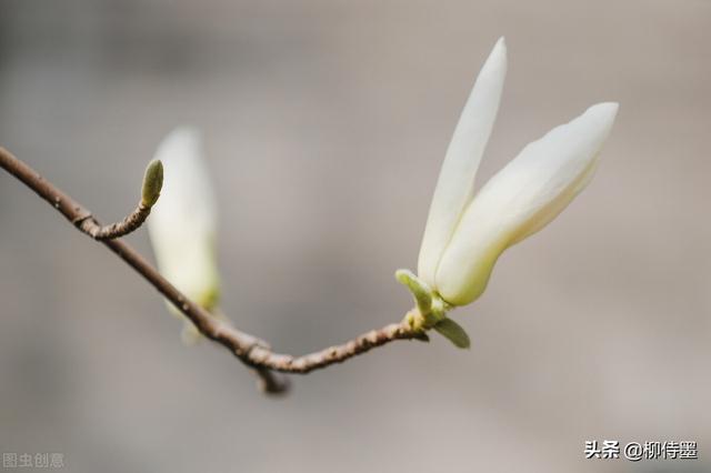 春季繁花似锦，照相新脚进修3个拍照本领，沉紧提拔照片量量-10.jpg